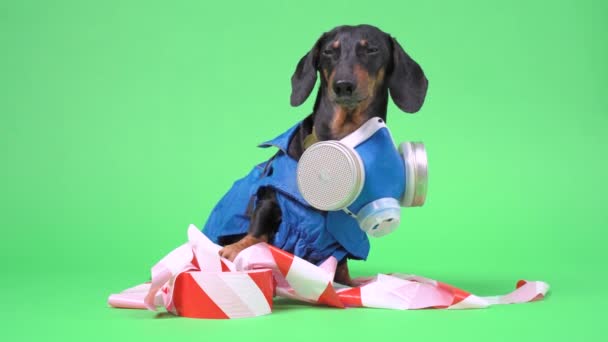 Retrato de un perro salchicha lindo, negro y bronceado, con un traje de materiales peligrosos con aparato respiratorio autónomo, se coloca en la cinta de señal, sobre fondo cromakey . — Vídeo de stock