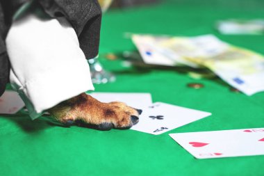 Krupiye köpeği siyah yelek ve beyaz gömlekli kumarhanede çalışıyor ve kumar masasının yeşil kumaş yüzeyinde kağıt, pençe ve para oynuyor. Sağlıksız kumar bağımlılığı. Yeraltı yasadışı oyun kulüpleri