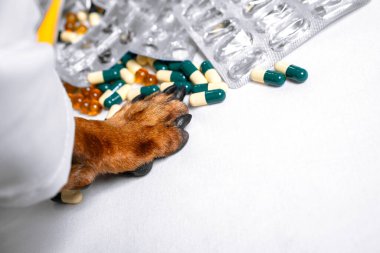 Tabletleri, hapları ve kabarcıkları olan kızıl köpek patisi..