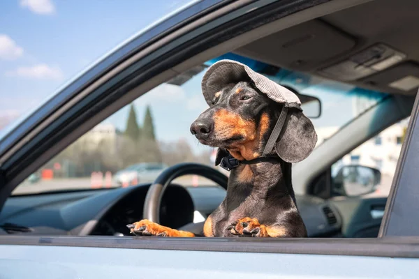 Μικρή dachshund κρυφοκοιτάζει έξω από το αριστερό παράθυρο του αυτοκινήτου, κάθεται στη θέση του οδηγού. — Φωτογραφία Αρχείου