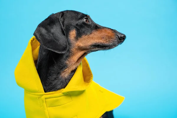 Αστεία dachshund φορώντας κίτρινο παλτό με κουκούλα. — Φωτογραφία Αρχείου
