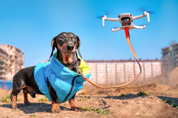 Drone passeia o cão remotamente. Tecnológico do futuro. Como andar com animais de estimação enquanto você está em quarentena ou confinamento — Fotografia de Stock