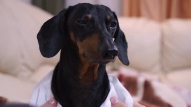 Beyaz gömlek giyen siyah ve esmer dachshund, sahibinin önünde oturuyor..