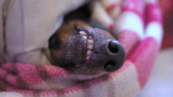 Tembel köpeğin ağız, burun ve dişleri battaniye yığınından sarkıyor. Yaklaş. Hayvan, soğuk kış mevsiminde rahat uyumak için sıcak renkli ekoseyle sımsıkı sarılır. Hayvanlarda kış uykusu. — Stok video