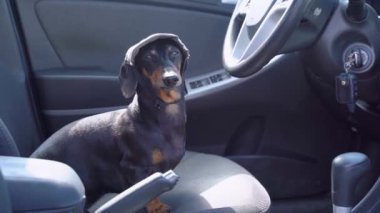 Komik, itaatkar, siyah ve kahverengi taksici köpek gri şapkalı, ponponlu, sürücü koltuğunda oturuyor ve taksinin kalkmasını bekliyor. Anahtar ateşleme düğmesine takıldı.
