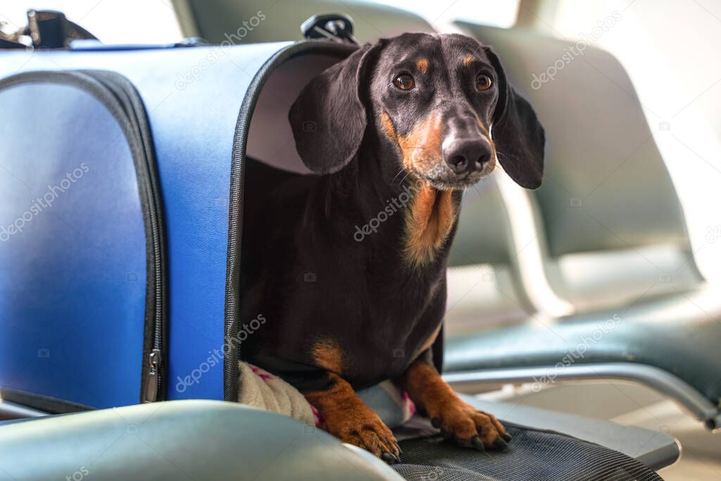 Black and tan dachshund peeks out from dog carry bag.