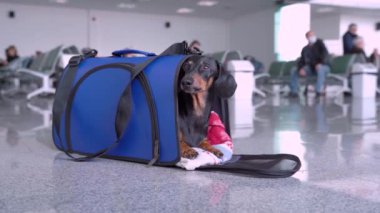 Dachshund havaalanında ya da tren istasyonunda özel köpek çantasından bakar..