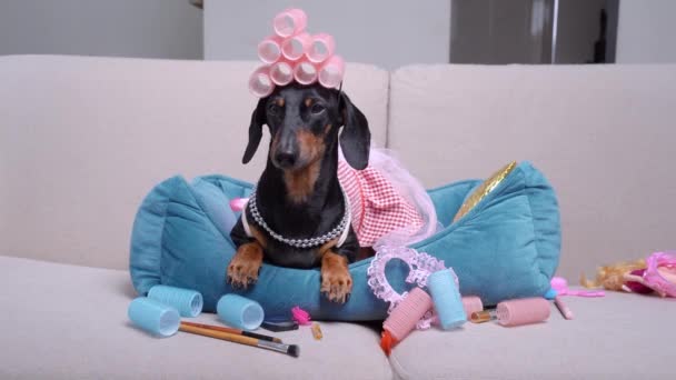 Lindo perro salchicha en vestido rosa, con collar en el cuello y con rizadores en la cabeza se encuentra en la cama de mascota azul y cortezas. Suministros cosméticos, pinceles de maquillaje, lápices y pelucas están dispersos alrededor. Día de belleza . — Vídeos de Stock