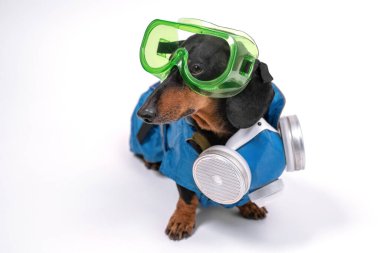 Koruyucu solunum maskesi ve plastik güvenlik gözlüğü takan koruyucu giysili Dachshund beyaz arka planda oturuyor. Köpek karantina ya da kötü çevre koşulları ve kirli hava sırasında yürümeye hazırdır..