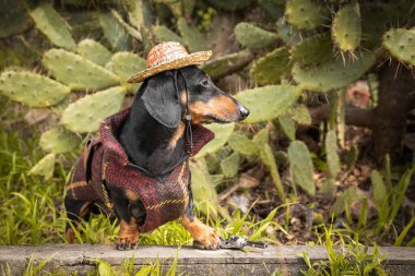 Ulusal Meksika kostümü içinde saman sombrero şapkalı sevimli dachshund dikenli armut kaktüsü çalılığında çimlerin üzerinde oturuyor. Evcil hayvanlar için şık karnaval kıyafetleri. Macera köpeği egzotik ülkelere seyahat eder.