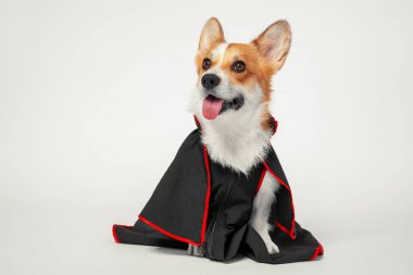 Siyah ve kırmızı uzun paltolu Corgi köpeği..