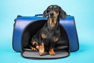 Mavi köpek çantasına çok güzel bir dachshund dikizliyor..