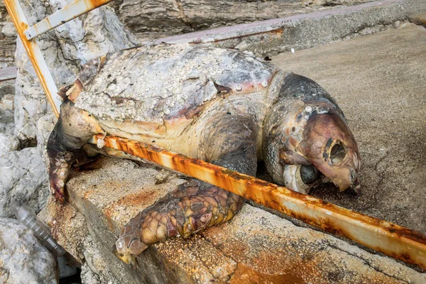 Cerca de tortuga muerta en la playa de guijarros del desierto . —  Fotos de Stock