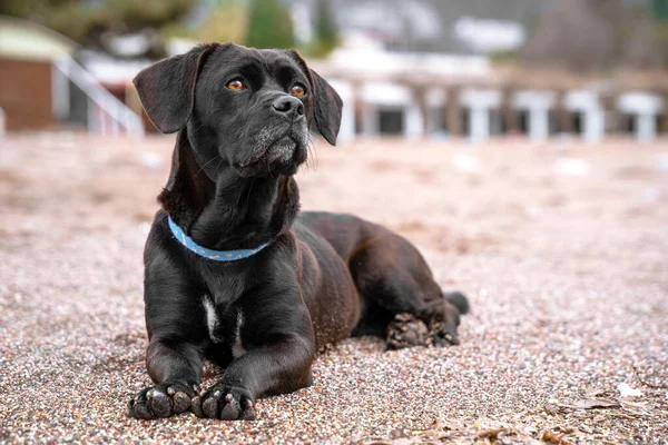 Schwarzer Hund mit blauem Halsband liegt am Sandstrand. — Stockfoto