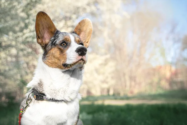 Cute welsh corgi dog of merle color, with big ears, poses in park. — Stock Photo, Image