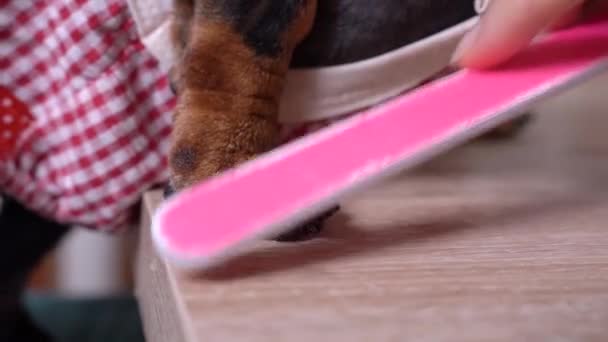 Gros plan d'une patte d'un chien soigné avec une lime à ongles rose . — Video