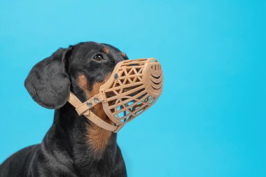 Kısa saçlı, bej ağızlıklı bir daksund portresi..