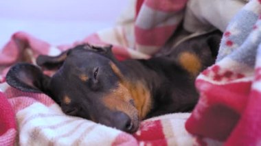 Uykucu, tapılası siyah ve taba renkli dachshund kırmızı ekose battaniyenin altında yatar ve dikizler, yakın çekim. Dikkatli köpek gözlemcileri gürültü duyduklarında bölgeleri korumak için koşar. Sahibi evcil hayvanı yemeğe çağırdı..