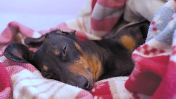 Der verschlafene, entzückende, schwarzbraune Dackel liegt unter einer rot karierten Decke und guckt aus nächster Nähe. Aufmerksame Hunde überwachen die Ordnung und laufen, um das Revier zu bewachen, wenn sie Lärm hören. Besitzer rief das Haustier zum Fressen. — Stockvideo