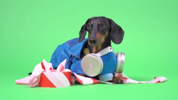Dachshund chien, vêtu d'une combinaison de matières dangereuses sur fond chromatique . — Video