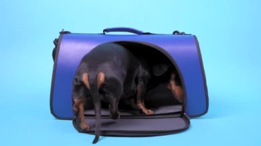 Mavi arka planda boş bir hayvan taşıyıcısı var. Akıllı itaatkar dachshund köpeği gelir, ışınlayıcının içine girer ve oturur. Hayvanlarla rahat ve güvenli bir yolculuk için ekipman ya da veteriner kliniğine gitmek için..