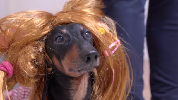 Grappig schattig teckel meisje in roze jurk en rode pruik met gevlochten paardenstaarten en haarspelden staat naast menselijke benen en schors. Vakantie kostuums voor huisdieren. Transgender hond probeert outfits aan. — Stockvideo