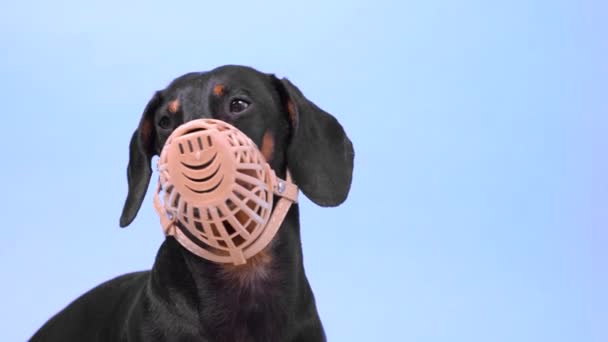 Sad dachshund is sitting and looking around in beige silicone basket muzzle on gray background during obedience training. Mandatory rules for safe walking dogs with bad behavior and character. — Stock Video