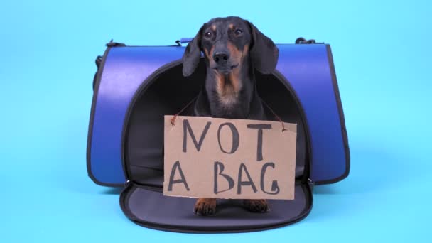 Obediente dachshund se sienta y se encuentra en el portador de mascotas aislado sobre fondo azul. El perro tiene una placa de inscripción en el cuello. Los animales no son bolsas. Normas para el transporte seguro de animales a través de las fronteras aduaneras . — Vídeos de Stock