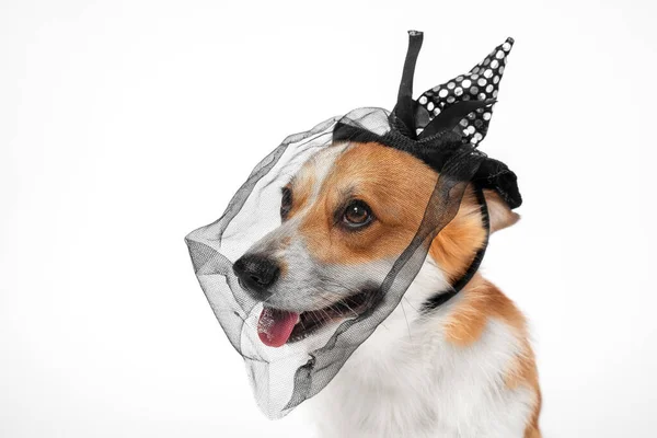Portret słodkiego uśmiechniętego walijskiego psa corgi pembroke w czarnym nakrapianym kapeluszu opaska z kokardą wstążką i welonem na białym tle. Halloween cosplay party kostium czarownicy dla zwierząt domowych. — Zdjęcie stockowe