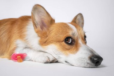 Yorgun bir köpeğin portresi Corgi Pembroke cinsi beyaz bir zeminde bebek pembe emziğinin yanında yatıyor. Bir hayvanın hamileliği. Çocuğun ailede görünmesi.