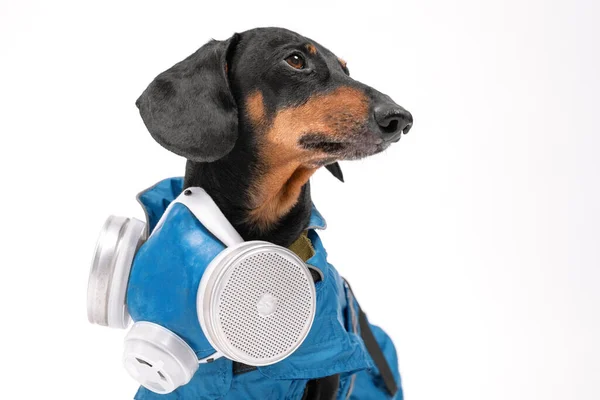 Portrait de chien teckel en combinaison de protection chimique ou biologique avec masque de protection respiratoire sur fond blanc. Sécurité des animaux vulnérables à l'infection pendant la quarantaine et les pandémies . — Photo