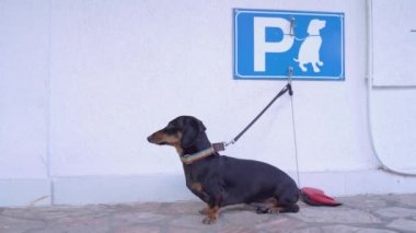 Küçük Dachshund sahiplerini bekleyen köpekler için özel bir yere bağlı duruyor..