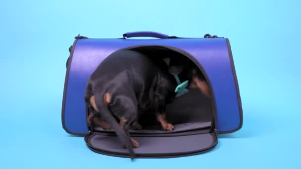 Pes taška s roztomilé černé a hnědé jezevčík s tyrkysovým motýlkem uvnitř. — Stock video