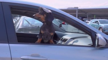 Siyah ve bronz dachshund açık arabanın camından dışarı bakıyor..
