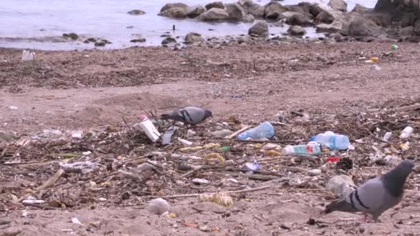 Budva, Montenegro marzo 25, 2020: Las palomas playeras buscan comida entre los residuos de vertederos . — Vídeos de Stock