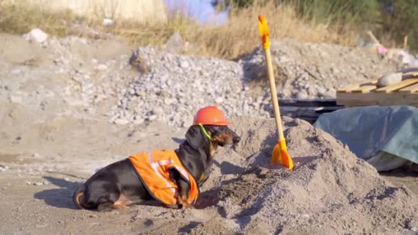 Dachshund w pomarańczowej odzieży budowlanej i kasku stoi na placu budowy — Wideo stockowe