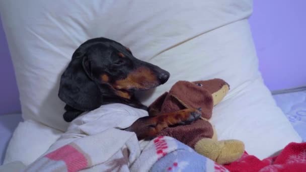 O cão dorme na cama no travesseiro abaixo da manta com o brinquedo suave favorito na forma do dachshund no abraço. De repente, algo acorda animal de estimação e ele abre os olhos. Problema psicológico causando ansiedade e insônia . — Vídeo de Stock