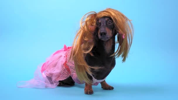 Funny dachshund con peluca rubia dorada y vestido rosa sobre fondo azul — Vídeos de Stock