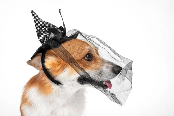 Portret uroczego uśmiechniętego walijskiego psa corgi pembroke w czarnym nakrapianym kapeluszu Wdowa opaska z kokardą i welonem — Zdjęcie stockowe