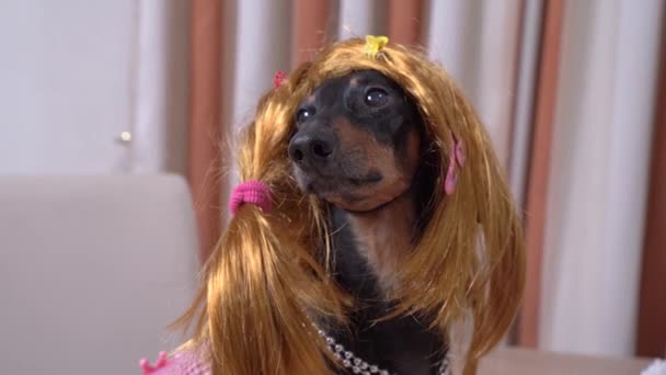 Portret van een teckel hond in een rode pruik met veelkleurige haarspeldjes — Stockvideo