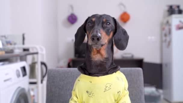 Entzückender Dackelhund in kindisch gelbem T-Shirt sitzt im weißen Zimmer und bellt, Vorderansicht. Waschmaschine, Kühlschrank und andere Haushaltsgeräte im Hintergrund. Küchengespräch und Klatsch am Tisch. — Stockvideo