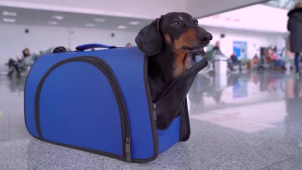 Dackel sitzt in blauer Haustiertasche am Flughafen oder Bahnhof, aus nächster Nähe. Hund versteckt sich drinnen und kriecht zurück. Regeln für den Transport von Tieren in der Kabine oder im Gepäckraum über die Zollgrenze. — Stockvideo