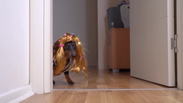 Dachshund dog in a red wig hair clips, a pink dress, runs out of the room — Stock Video