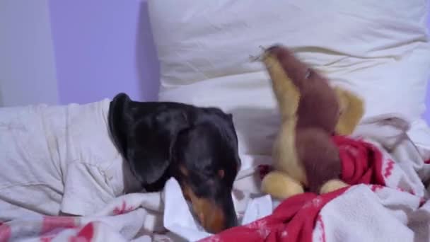 Schattige teckel draagt wit shirt helpt om zijn favoriete hondenspeelgoed te leggen in het bed en voorzichtig in koorts of ziekte. Mooie hond familie concept. — Stockvideo