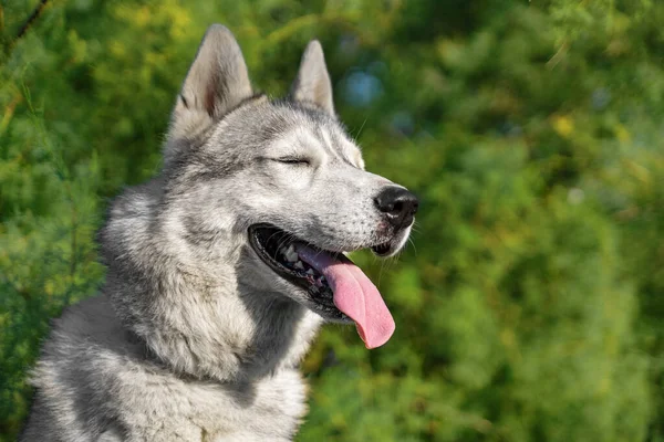 Κοντινό πορτρέτο του χαριτωμένου γκρι husky σκύλου, βίδωμα μέχρι τα μάτια του και χαμογελώντας με τη γλώσσα έξω. Πράσινα δέντρα φόντο θερινή ώρα — Φωτογραφία Αρχείου