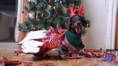 Geyik boynuzlarıyla bantlanmış şirin bir köpek, açık bir hediye kutusunda oturuyor ve Noel ağacı arka planında parçalanmış bir tatil kağıdıyla.