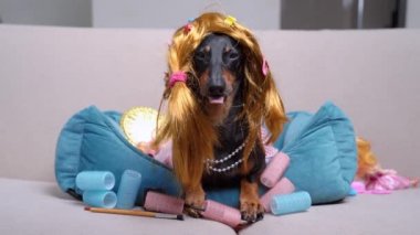 Komik peruklu ve elbiseli dachshund makyaj malzemelerinin arasında kanepede yatıyor. yavaş çekim