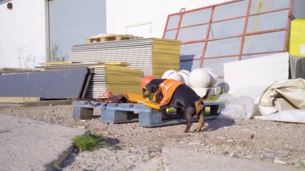 Funny dachshund con ropa de constructor y casco toma la pala . — Vídeos de Stock