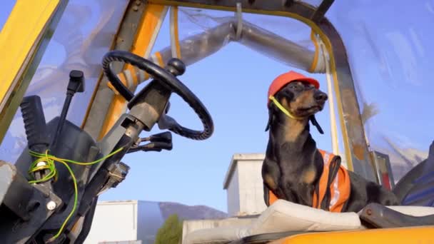 Jezevčík v oranžovém stavebním oděvu a helmě sedí na sedadle řidiče konstruktivního vozidla. — Stock video