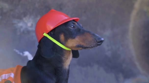 Portrét černo-hnědého jezevčíka v helmě stavitele. — Stock video